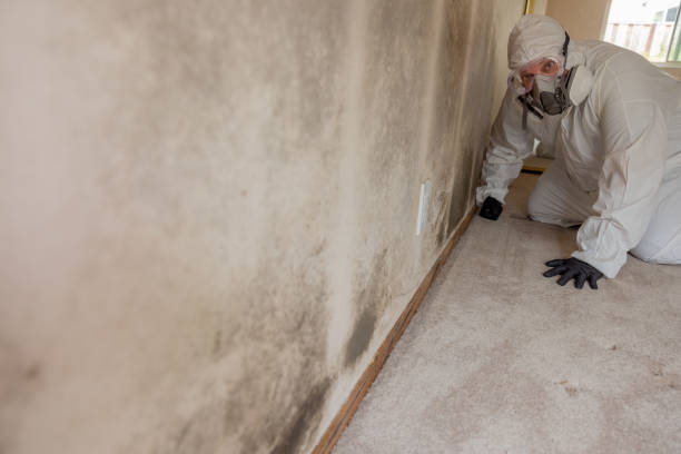 Best Comprehensive Air Testing for Mold Contaminants  in Black Forest, CO